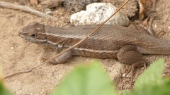 Leiocephalus cubensis