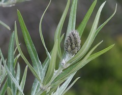 Callistachys lanceolata
