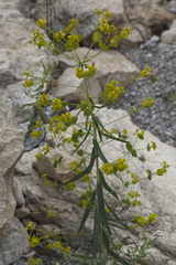 Euphorbia esula tommasiniana