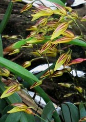 Specklinia grobyi