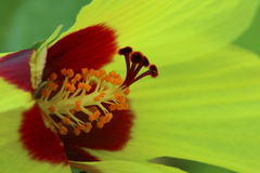 Hibiscus calyphyllus