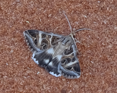 Cerocala vermiculosa