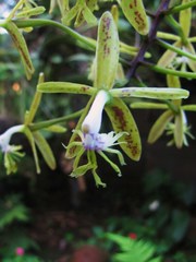 Epidendrum cristatum