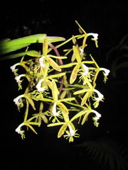 Epidendrum cristatum