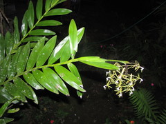 Epidendrum cristatum