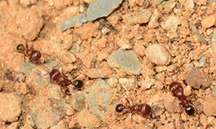 Tetramorium solidum