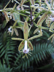 Epidendrum cristatum