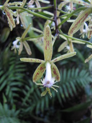 Epidendrum cristatum
