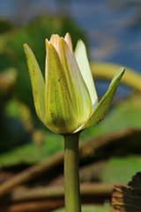 Nymphaea lotus