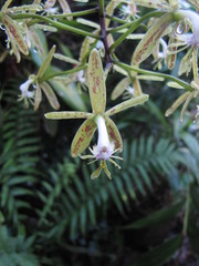 Epidendrum cristatum