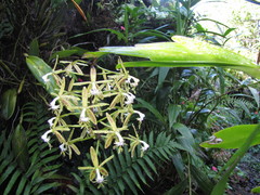 Epidendrum cristatum