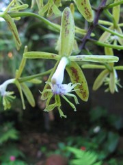 Epidendrum cristatum