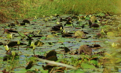 Nymphaea lotus