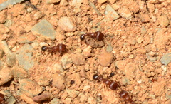 Tetramorium solidum