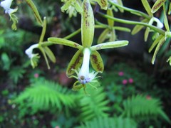 Epidendrum cristatum