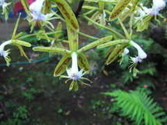 Epidendrum cristatum
