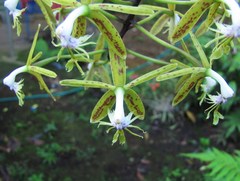 Epidendrum cristatum