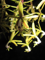 Epidendrum cristatum