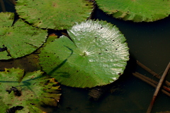 Nymphaea lotus