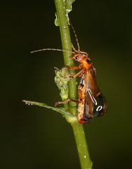 Metacantharis discoidea