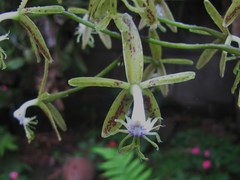 Epidendrum cristatum