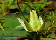 Nymphaea lotus