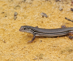 Ctenotus impar