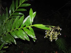 Epidendrum cristatum