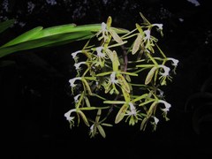 Epidendrum cristatum