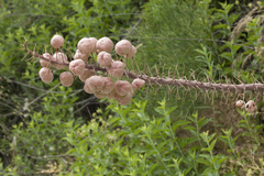 Eremurus lactiflorus