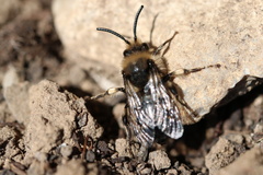 Melecta albifrons