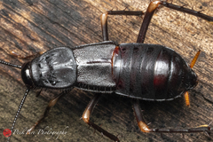 Protagonista pertristis