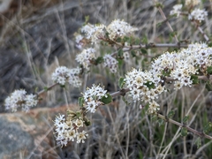 Ceanothus otayensis