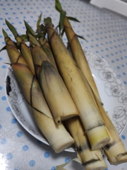 Indosasa singulispicula