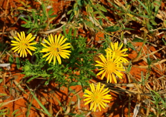 Felicia mossamedensis