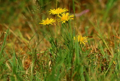 Felicia mossamedensis