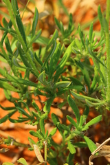 Felicia mossamedensis