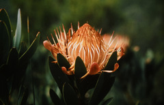 Protea nubigena