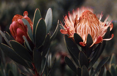 Protea nubigena