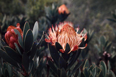 Protea nubigena