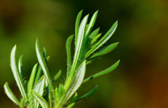 Felicia mossamedensis