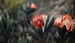 Protea nubigena