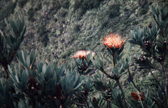 Protea nubigena