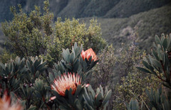 Protea nubigena