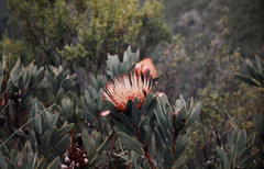 Protea nubigena