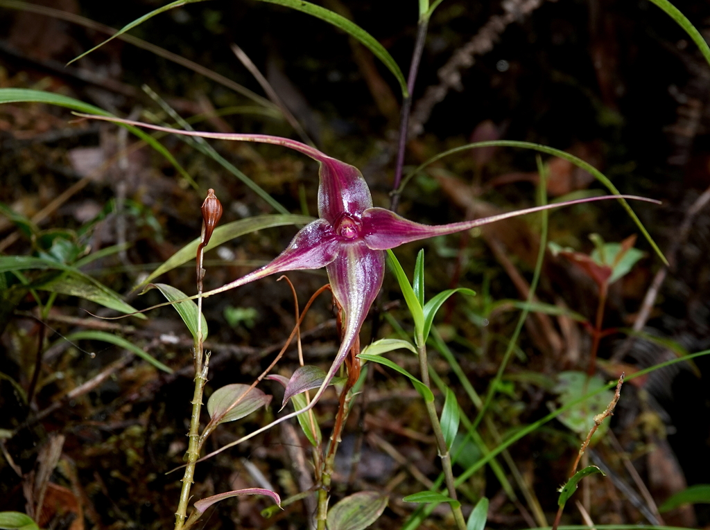 Brachionidium imperiale