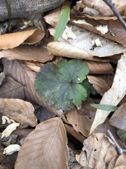 Tiarella stolonifera