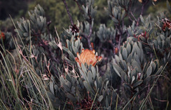 Protea nubigena