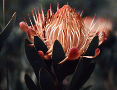 Protea nubigena