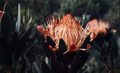 Protea nubigena